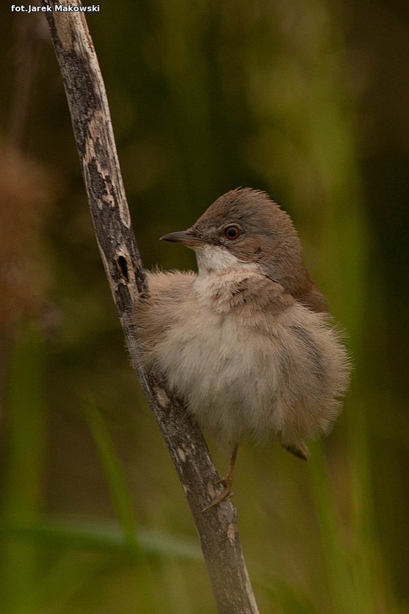 Ekologia: W najbliższy weekend Europejskie Dni Ptaków