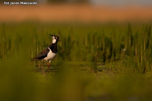 Ekologia: W najbliższy weekend Europejskie Dni Ptaków