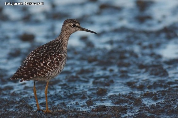 Ekologia: W najbliższy weekend Europejskie Dni Ptaków