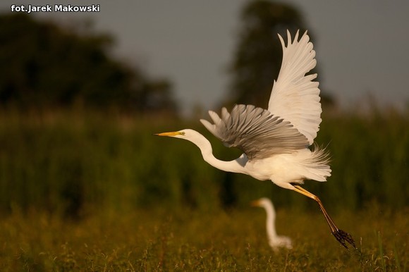 Ekologia: W najbliższy weekend Europejskie Dni Ptaków