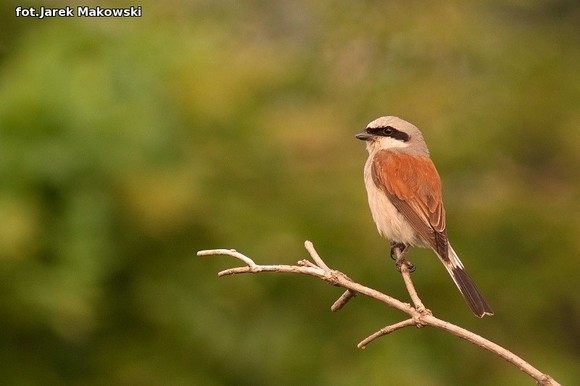 Ekologia: W najbliższy weekend Europejskie Dni Ptaków