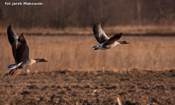 Ekologia: W najbliższy weekend Europejskie Dni Ptaków