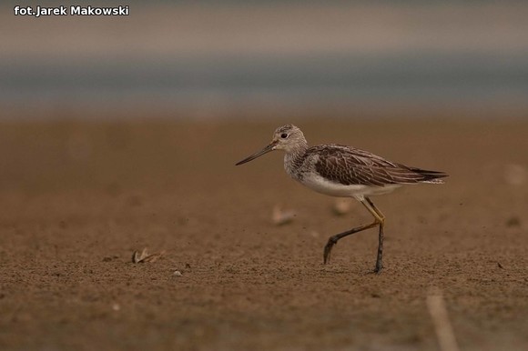 Ekologia: W najbliższy weekend Europejskie Dni Ptaków