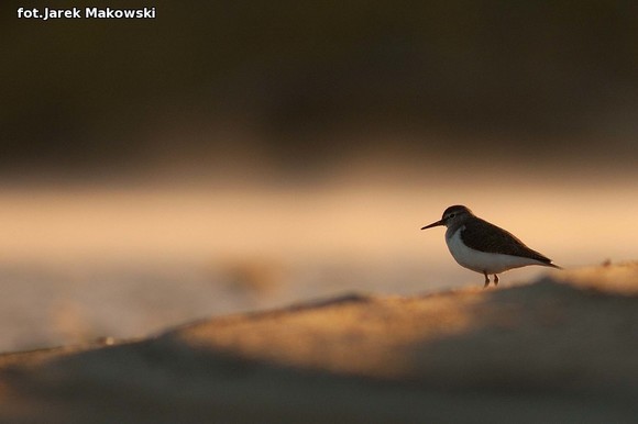 Ekologia: W najbliższy weekend Europejskie Dni Ptaków