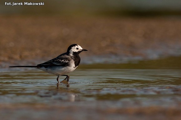 Ekologia: W najbliższy weekend Europejskie Dni Ptaków