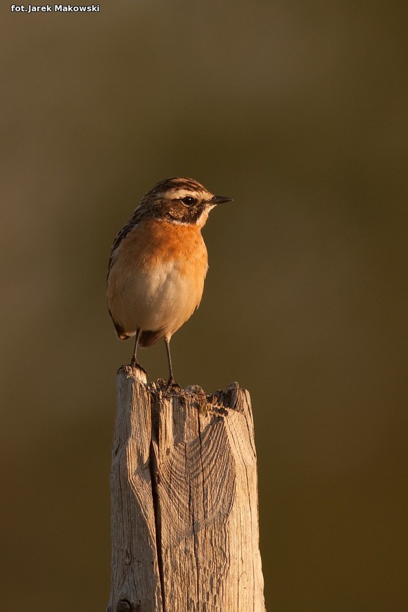Ekologia: W najbliższy weekend Europejskie Dni Ptaków