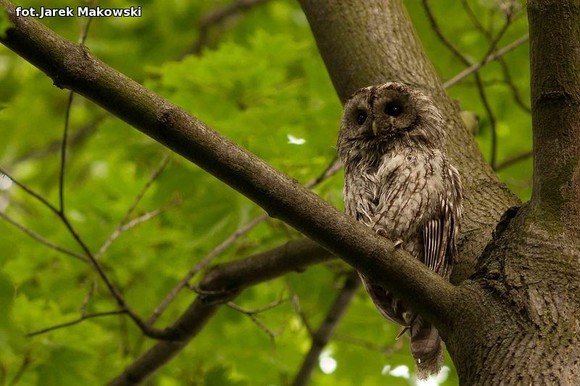 Ekologia: W najbliższy weekend Europejskie Dni Ptaków