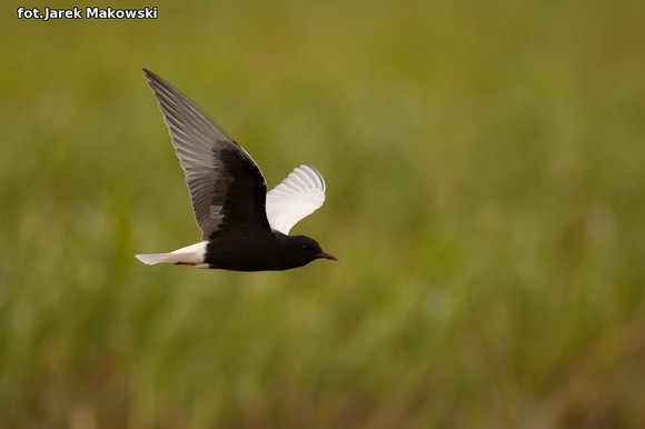 Ekologia: W najbliższy weekend Europejskie Dni Ptaków