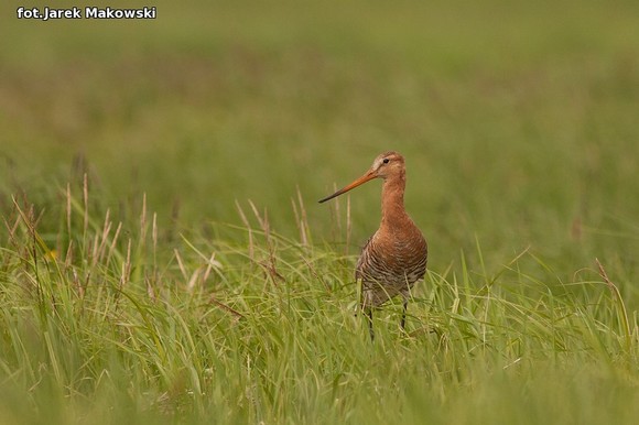 Ekologia: W najbliższy weekend Europejskie Dni Ptaków