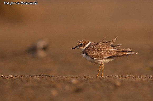 Ekologia: W najbliższy weekend Europejskie Dni Ptaków