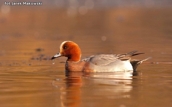 Ekologia: W najbliższy weekend Europejskie Dni Ptaków