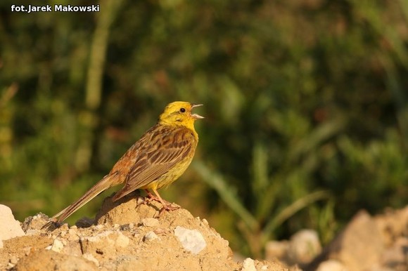 Ekologia: W najbliższy weekend Europejskie Dni Ptaków