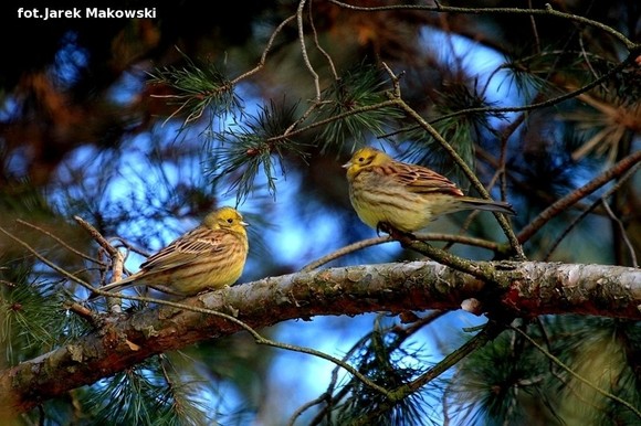 Ekologia: W najbliższy weekend Europejskie Dni Ptaków
