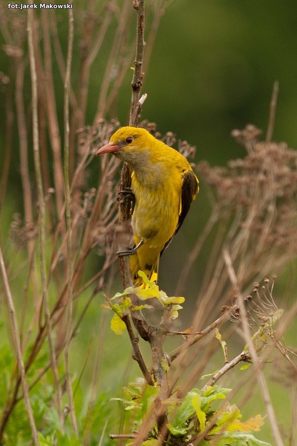 Ekologia: W najbliższy weekend Europejskie Dni Ptaków