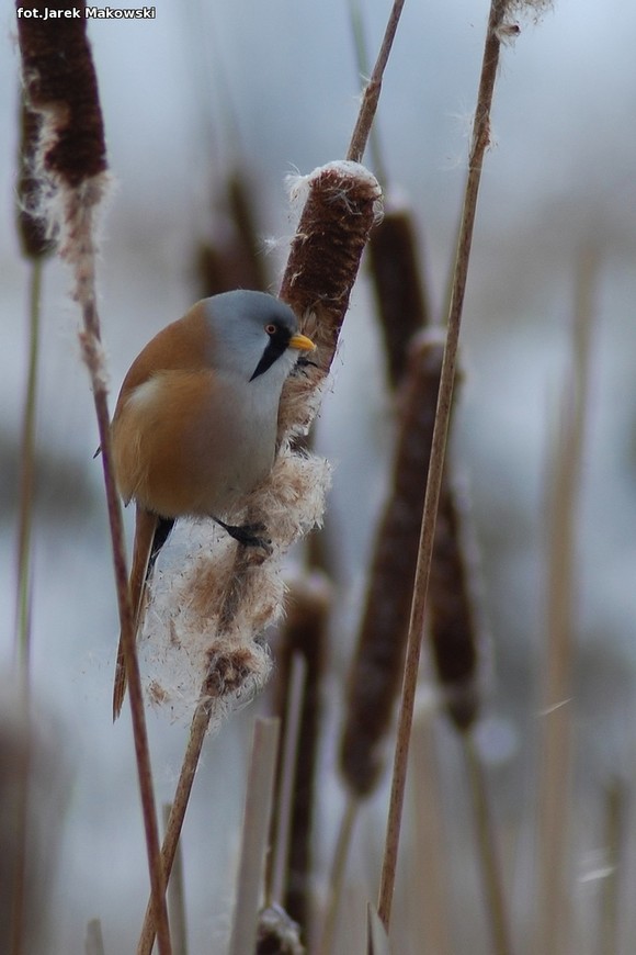 Ekologia: W najbliższy weekend Europejskie Dni Ptaków