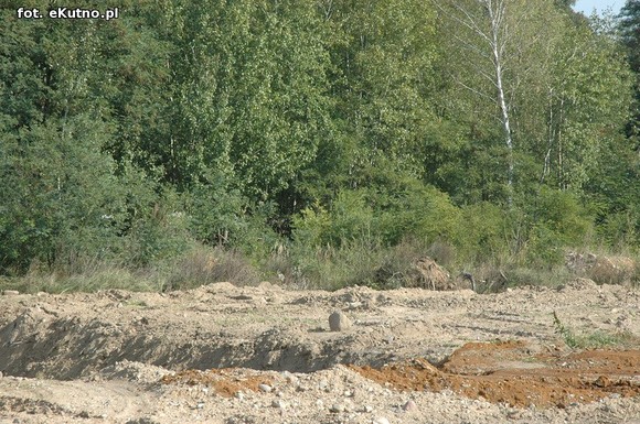 Żwir z kutnowskiego cmentarza w Micinie?