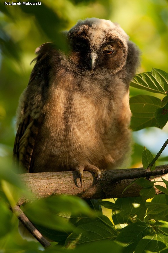 eKologia: Kutnowskie sowy