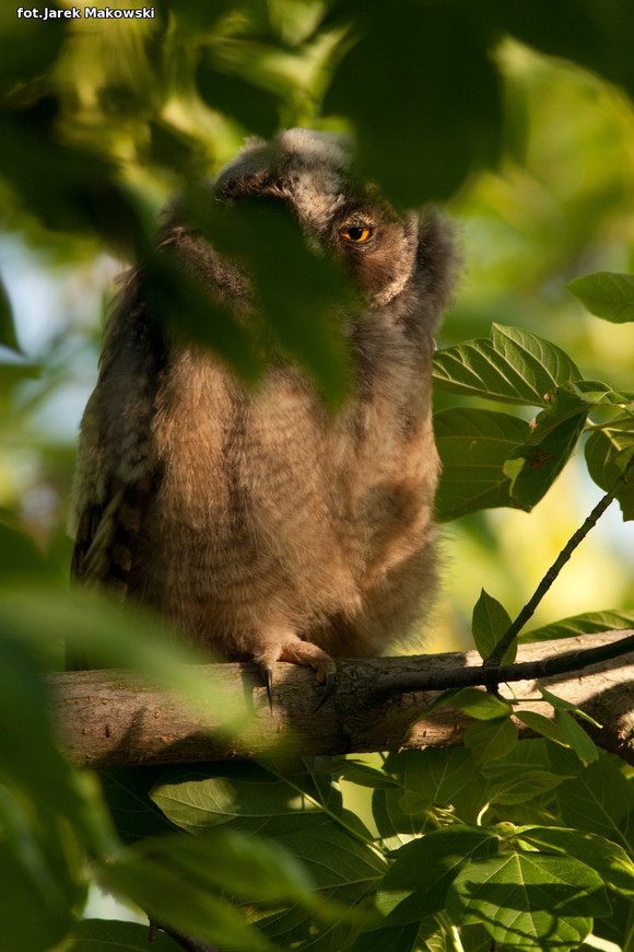 eKologia: Kutnowskie sowy