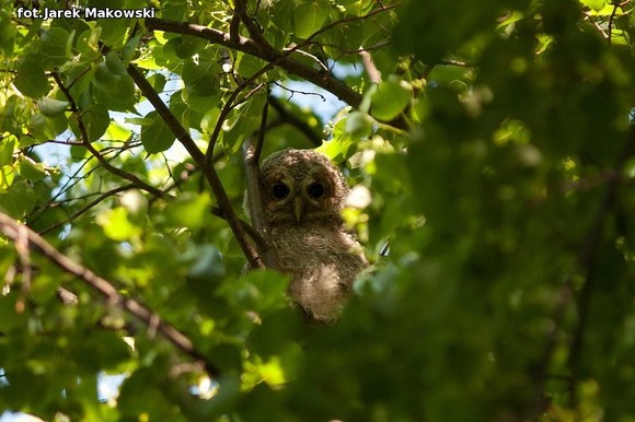 eKologia: Kutnowskie sowy