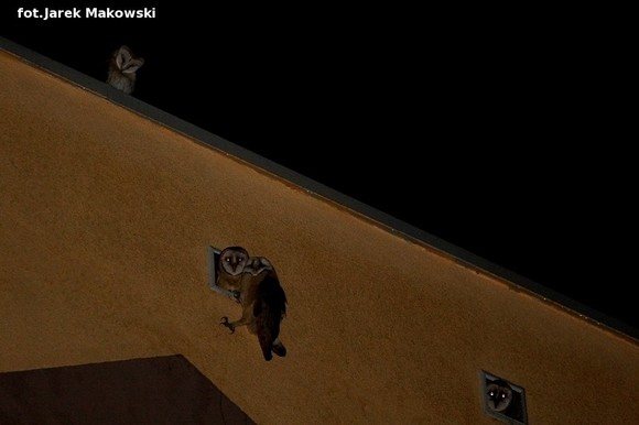 eKologia: Kutnowskie sowy