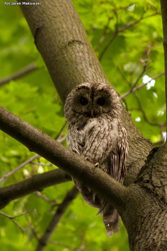 eKologia: Kutnowskie sowy