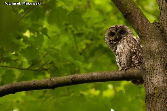 eKologia: Kutnowskie sowy