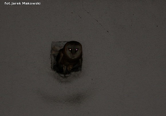 eKologia: Kutnowskie sowy