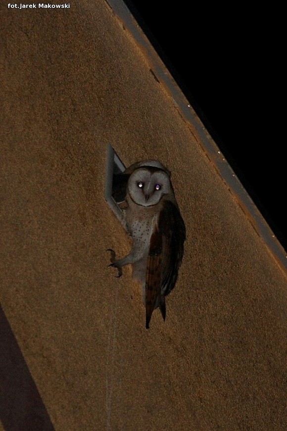 eKologia: Kutnowskie sowy