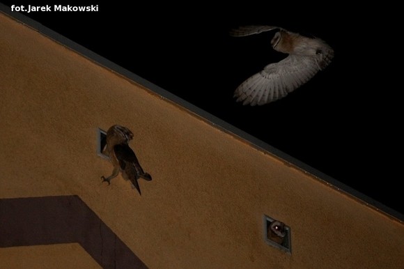 eKologia: Kutnowskie sowy