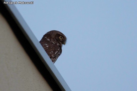 eKologia: Kutnowskie sowy