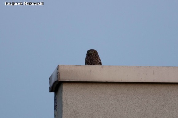 eKologia: Kutnowskie sowy