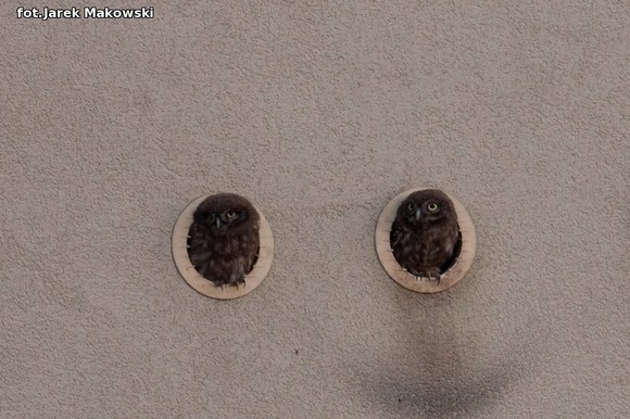 eKologia: Kutnowskie sowy