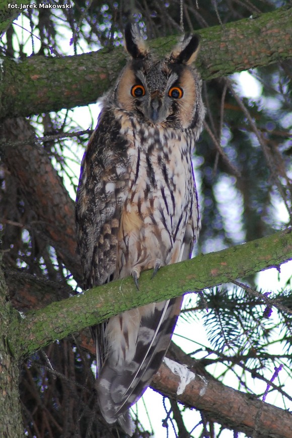 eKologia: Kutnowskie sowy