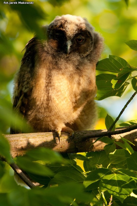 eKologia: Kutnowskie sowy