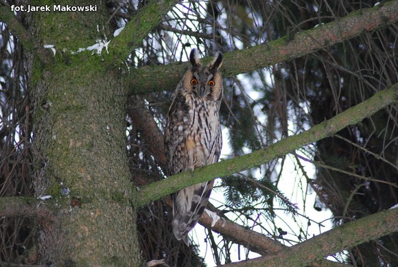 eKologia: Kutnowskie sowy