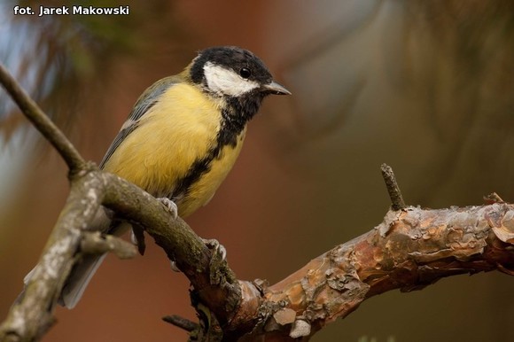 eKologia: O karmieniu ptaków zimą