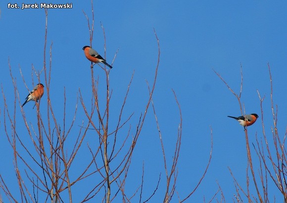 eKologia: O karmieniu ptaków zimą