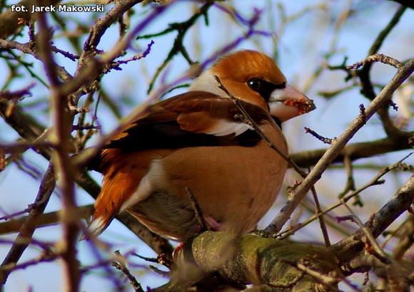 eKologia: O karmieniu ptaków zimą