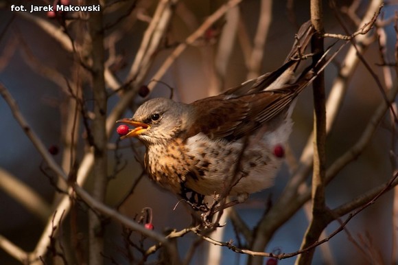 eKologia: O karmieniu ptaków zimą