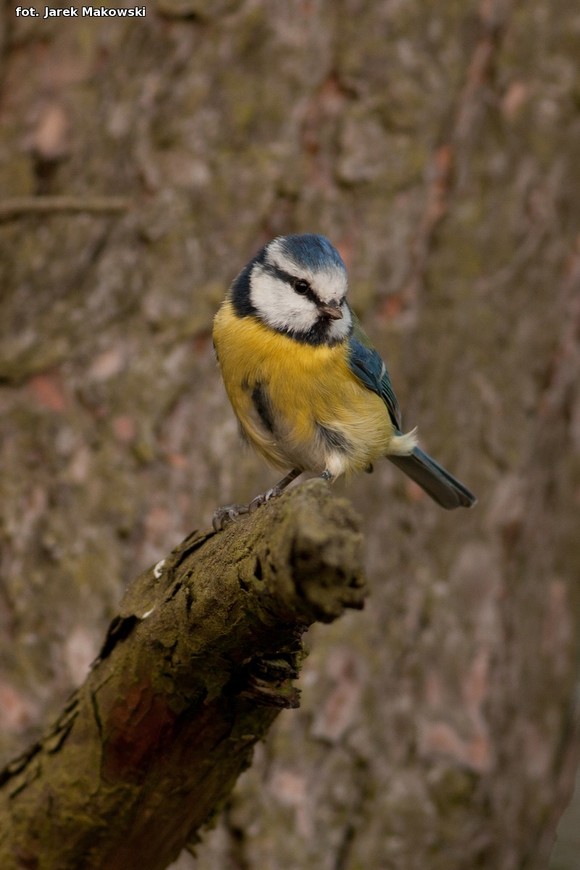 eKologia: O karmieniu ptaków zimą
