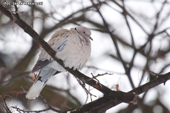eKologia: O karmieniu ptaków zimą