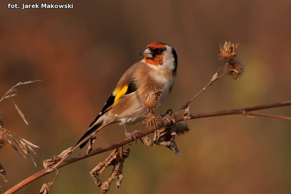 eKologia: O karmieniu ptaków zimą