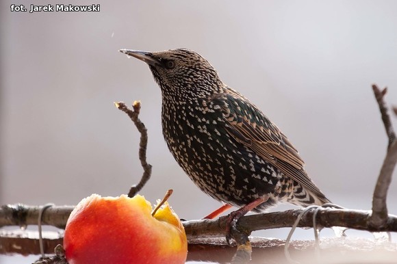 eKologia: O karmieniu ptaków zimą