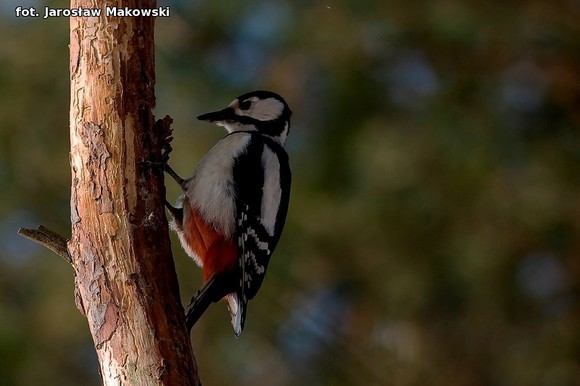  eKologia: Dzięcioł w drzewo stukał