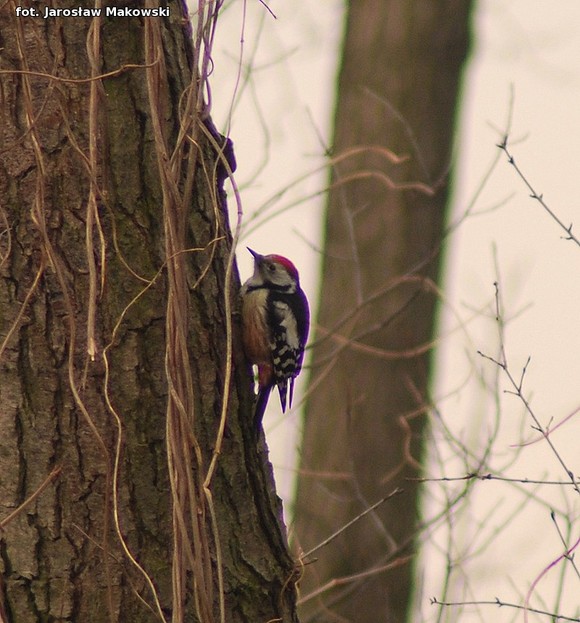 eKologia: Dzięcioł w drzewo stukał