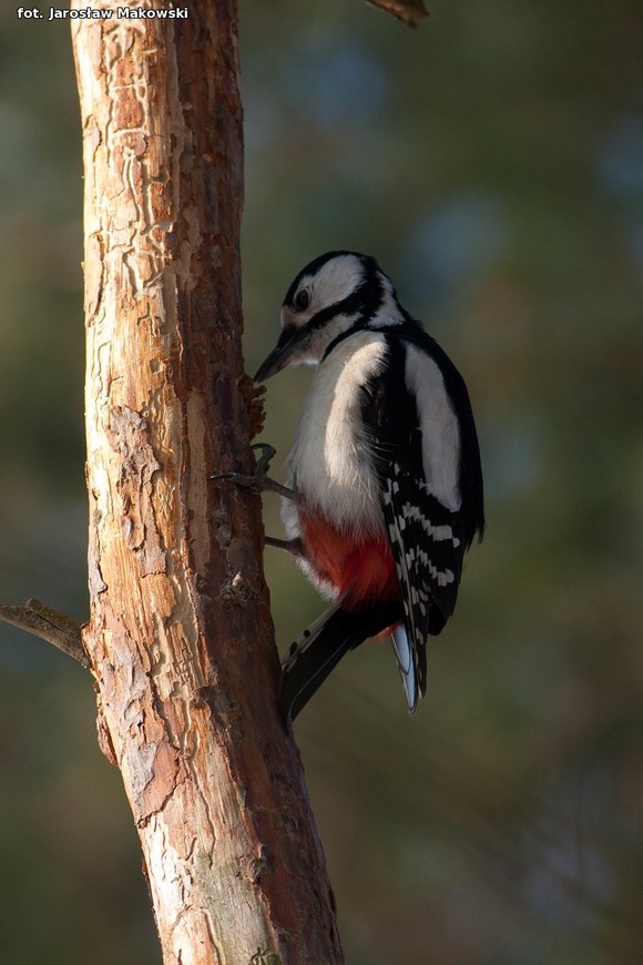  eKologia: Dzięcioł w drzewo stukał