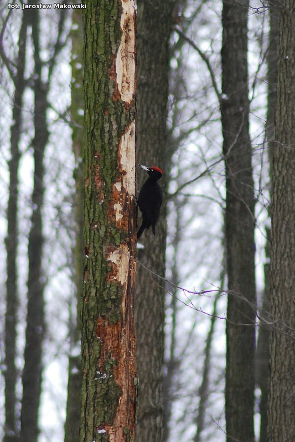  eKologia: Dzięcioł w drzewo stukał