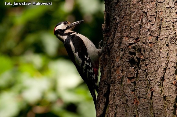  eKologia: Dzięcioł w drzewo stukał