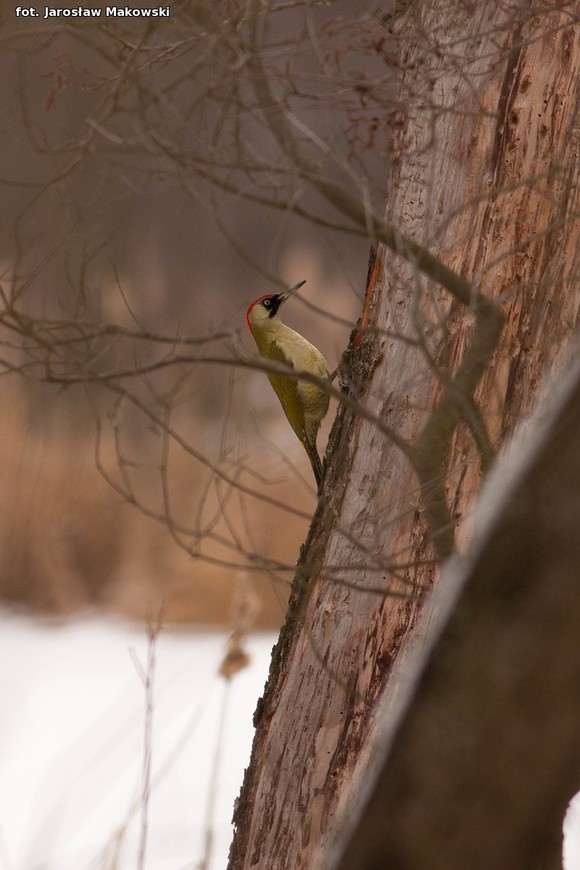  eKologia: Dzięcioł w drzewo stukał