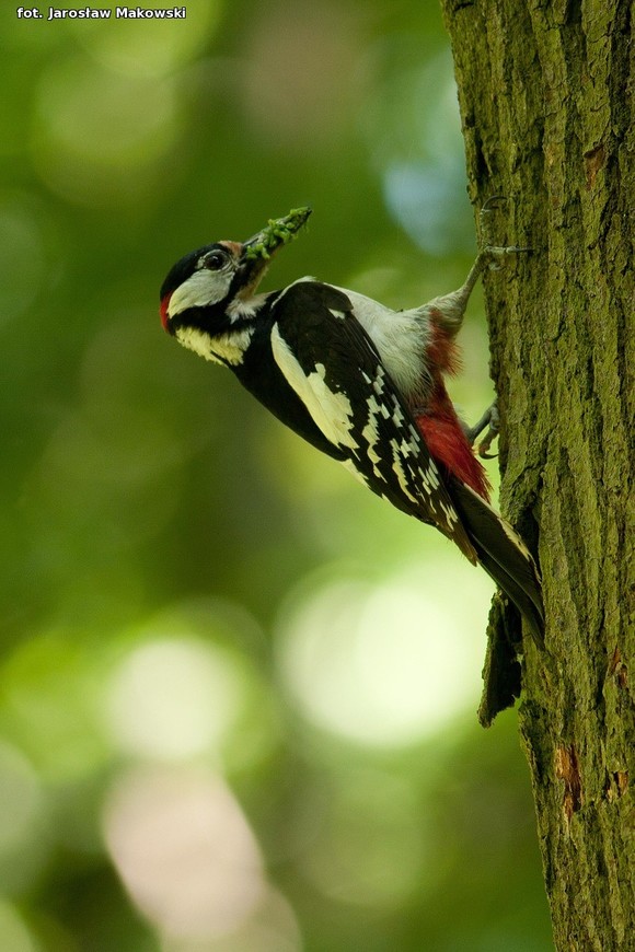  eKologia: Dzięcioł w drzewo stukał